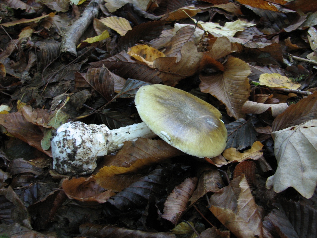 Amanita Phalloides